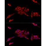 Immunofluorescence - Anti-MitoNEET Antibody (A12890) - Antibodies.com