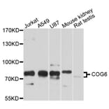 Western Blot - Anti-COG6 Antibody (A10319) - Antibodies.com