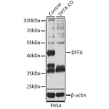 Western Blot - Anti-ICAD Antibody (A12892) - Antibodies.com
