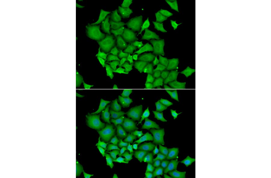 Immunofluorescence - Anti-ICAD Antibody (A12892) - Antibodies.com