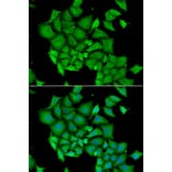 Immunofluorescence - Anti-ICAD Antibody (A12892) - Antibodies.com