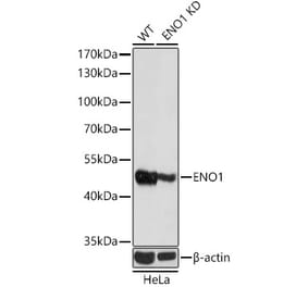 Western Blot - Anti-ENO1 Antibody (A12896) - Antibodies.com