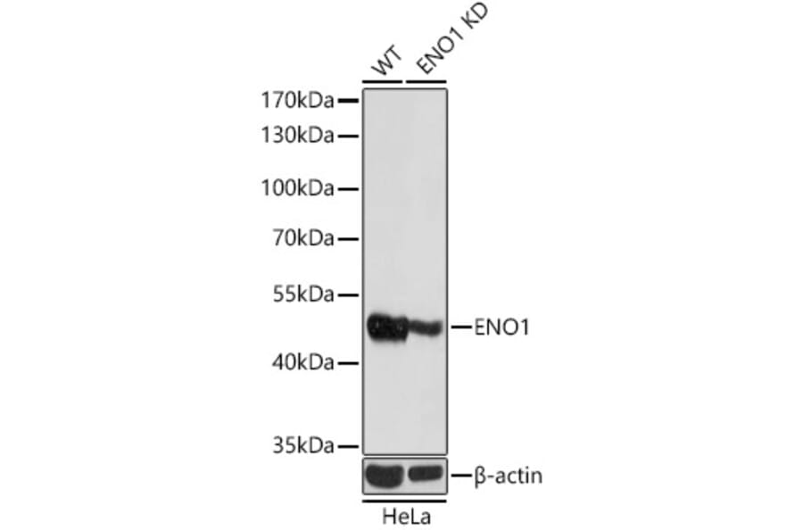 Western Blot - Anti-ENO1 Antibody (A12896) - Antibodies.com