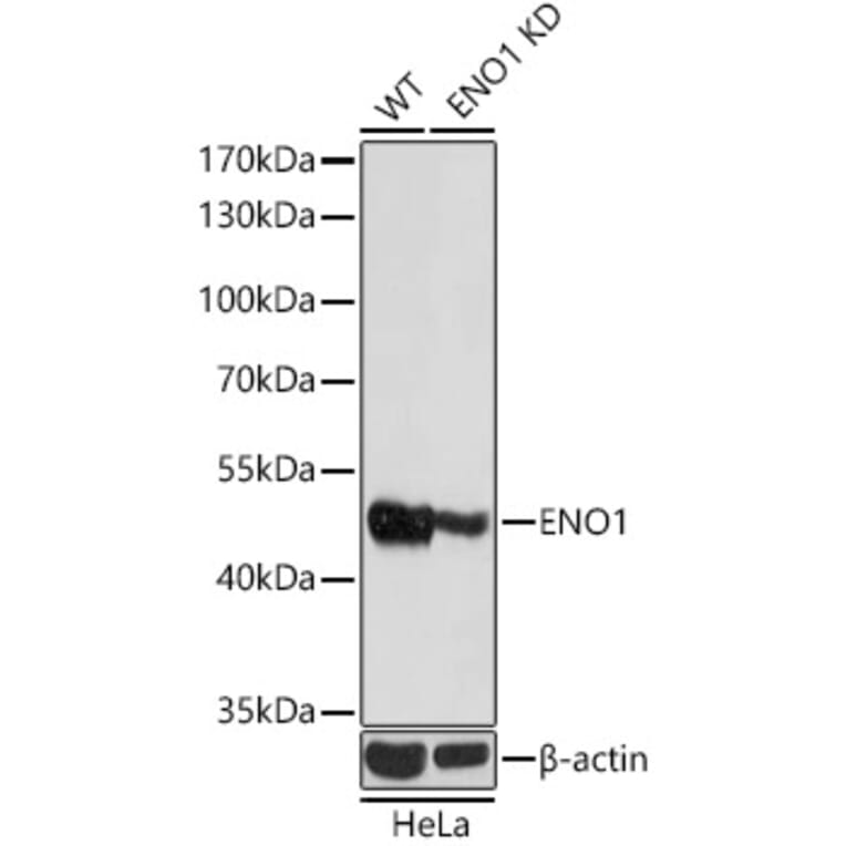 Western Blot - Anti-ENO1 Antibody (A12896) - Antibodies.com