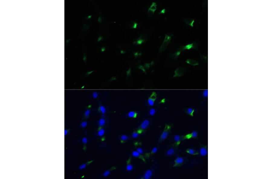 Immunofluorescence - Anti-ENO1 Antibody (A12896) - Antibodies.com