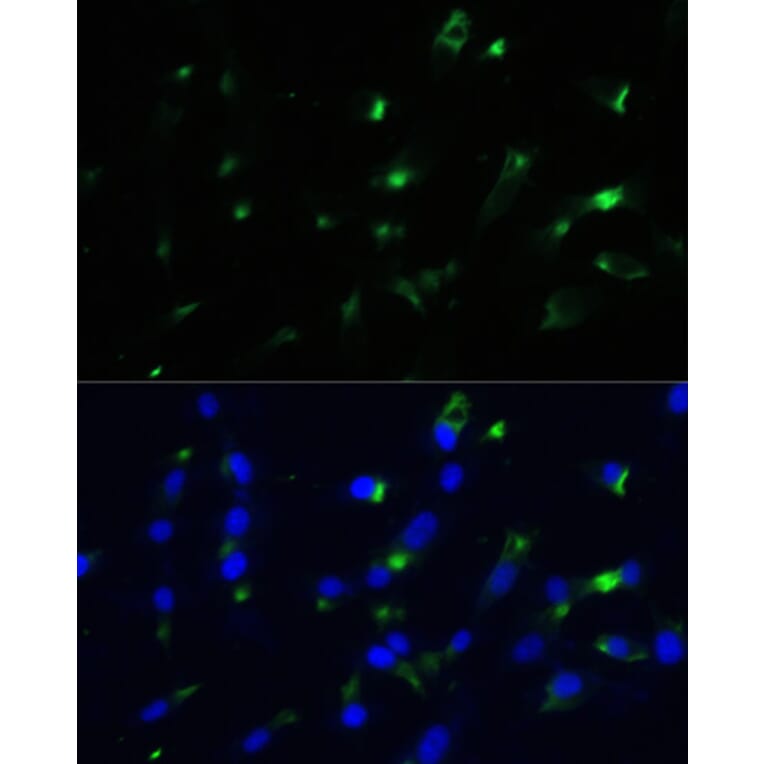 Immunofluorescence - Anti-ENO1 Antibody (A12896) - Antibodies.com