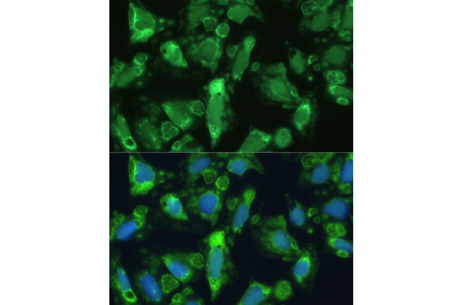 Immunofluorescence - Anti-ENO1 Antibody (A12896) - Antibodies.com