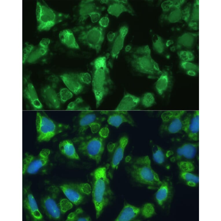 Immunofluorescence - Anti-ENO1 Antibody (A12896) - Antibodies.com