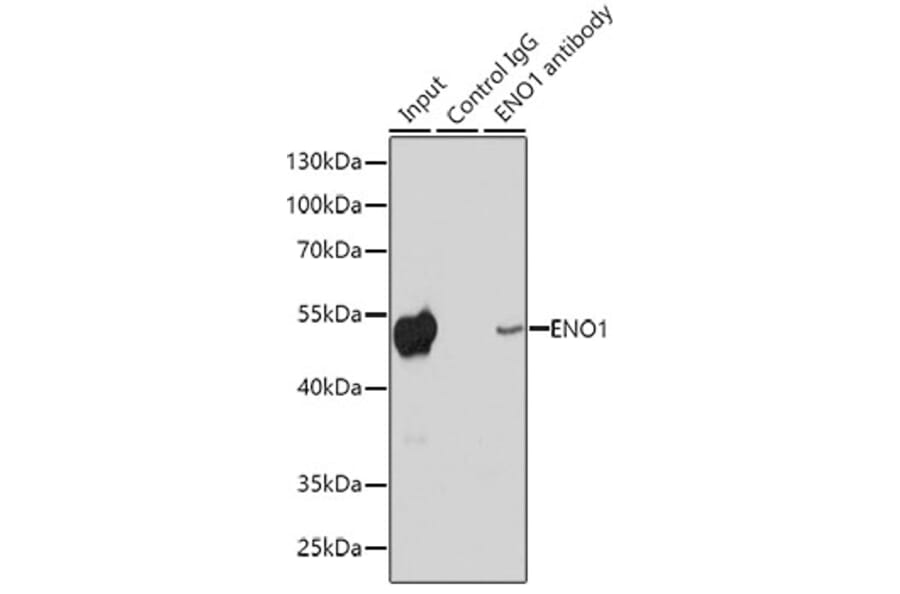 Western Blot - Anti-ENO1 Antibody (A12896) - Antibodies.com