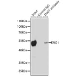 Western Blot - Anti-ENO1 Antibody (A12896) - Antibodies.com