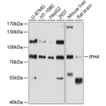 Western Blot - Anti-JP-4 Antibody (A12898) - Antibodies.com