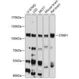 Western Blot - Anti-FAM40A Antibody (A12899) - Antibodies.com