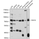 Western Blot - Anti-SNX18 Antibody (A10337) - Antibodies.com