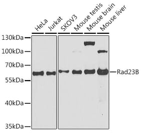 Western Blot - Anti-RAD23B Antibody (A12901) - Antibodies.com