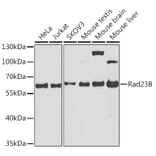 Western Blot - Anti-RAD23B Antibody (A12901) - Antibodies.com