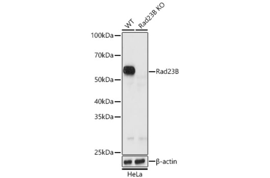 Western Blot - Anti-RAD23B Antibody (A12901) - Antibodies.com