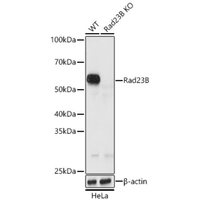 Western Blot - Anti-RAD23B Antibody (A12901) - Antibodies.com