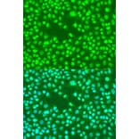 Immunofluorescence - Anti-RAD23B Antibody (A12901) - Antibodies.com