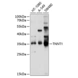 Western Blot - Anti-Troponin T1/TNT Antibody (A12904) - Antibodies.com