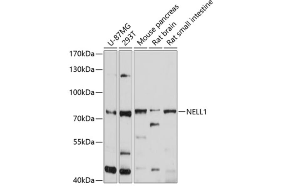 Western Blot - Anti-NELL1 Antibody (A12906) - Antibodies.com