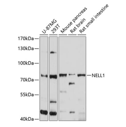 Western Blot - Anti-NELL1 Antibody (A12906) - Antibodies.com