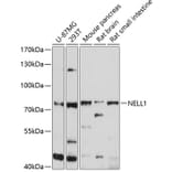 Western Blot - Anti-NELL1 Antibody (A12906) - Antibodies.com