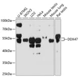 Western Blot - Anti-DDX47 Antibody (A12907) - Antibodies.com