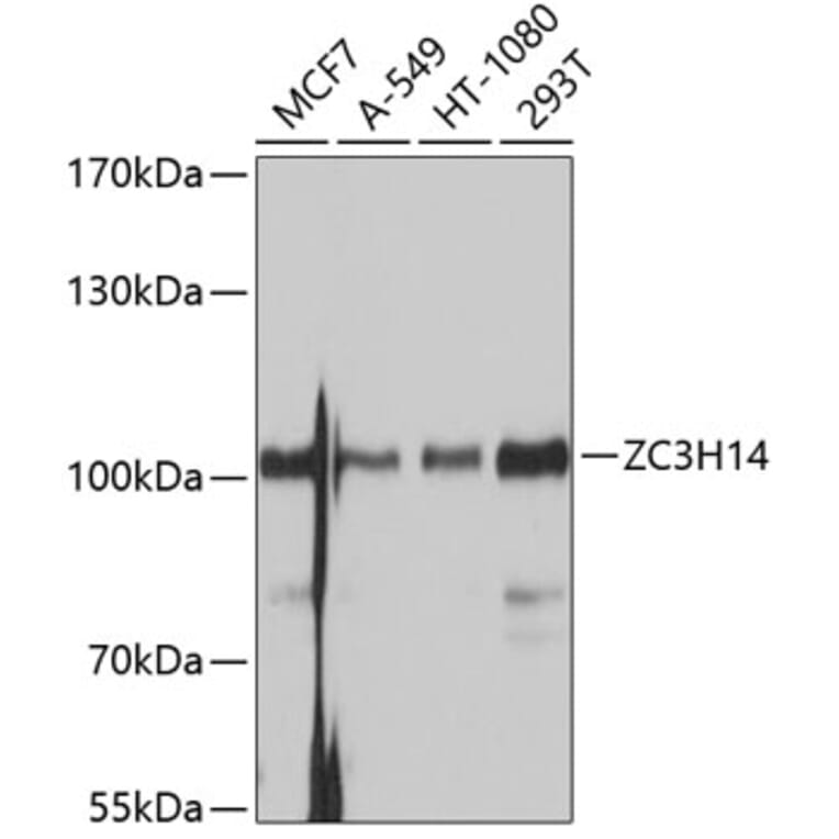 Western Blot - Anti-ZC3H14 Antibody (A12909) - Antibodies.com
