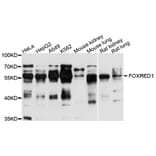 Western Blot - Anti-FOXRED1 Antibody (A10369) - Antibodies.com