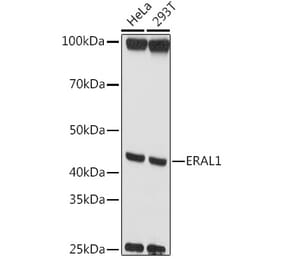 Western Blot - Anti-ERAL1 Antibody (A12913) - Antibodies.com