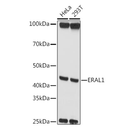 Western Blot - Anti-ERAL1 Antibody (A12913) - Antibodies.com