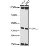 Western Blot - Anti-ERAL1 Antibody (A12913) - Antibodies.com