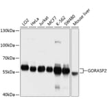 Western Blot - Anti-GORASP2/GRASP55 Antibody (A12914) - Antibodies.com