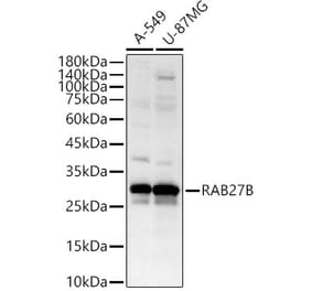 Western Blot - Anti-RAB27B Antibody (A12915) - Antibodies.com