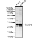 Western Blot - Anti-RAB27B Antibody (A12915) - Antibodies.com