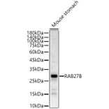 Western Blot - Anti-RAB27B Antibody (A12915) - Antibodies.com