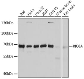 Western Blot - Anti-RIC8A Antibody (A12918) - Antibodies.com