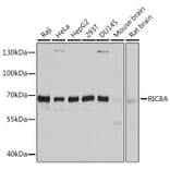 Western Blot - Anti-RIC8A Antibody (A12918) - Antibodies.com
