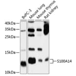 Western Blot - Anti-S100A14 Antibody (A12919) - Antibodies.com