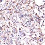 Immunohistochemistry - Anti-SLP-2 Antibody (A12920) - Antibodies.com
