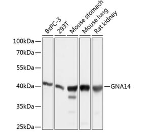 Western Blot - Anti-GNA14 Antibody (A12923) - Antibodies.com