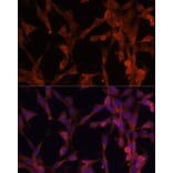 Immunofluorescence - Anti-Ube2G2 Antibody (A12924) - Antibodies.com