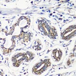 Immunohistochemistry - Anti-MMP16 Antibody (A12925) - Antibodies.com