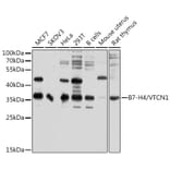 Western Blot - Anti-B7H4 Antibody (A12928) - Antibodies.com