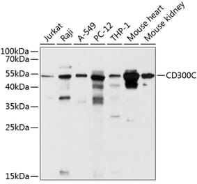 Western Blot - Anti-CD300C Antibody (A12930) - Antibodies.com