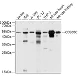 Western Blot - Anti-CD300C Antibody (A12930) - Antibodies.com