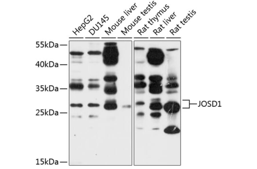Western Blot - Anti-JOSD1 Antibody (A12931) - Antibodies.com