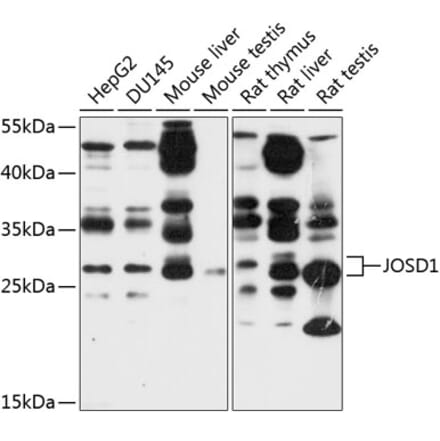 Western Blot - Anti-JOSD1 Antibody (A12931) - Antibodies.com