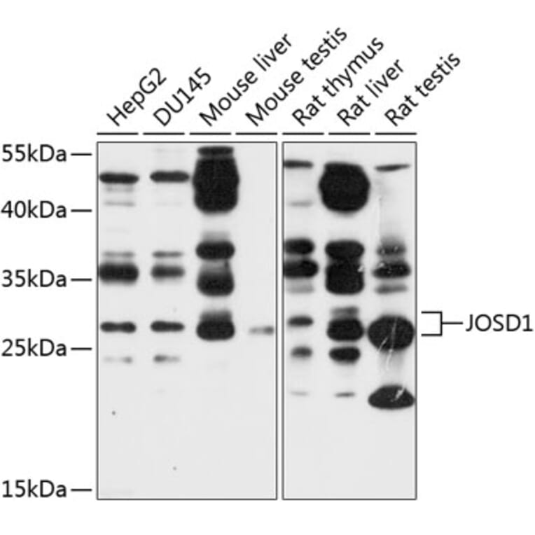 Western Blot - Anti-JOSD1 Antibody (A12931) - Antibodies.com