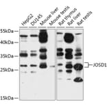 Western Blot - Anti-JOSD1 Antibody (A12931) - Antibodies.com